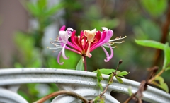 Honeysuckle