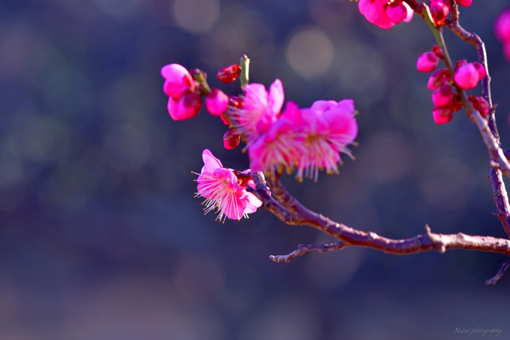 桃色の梅の花5