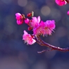 桃色の梅の花5