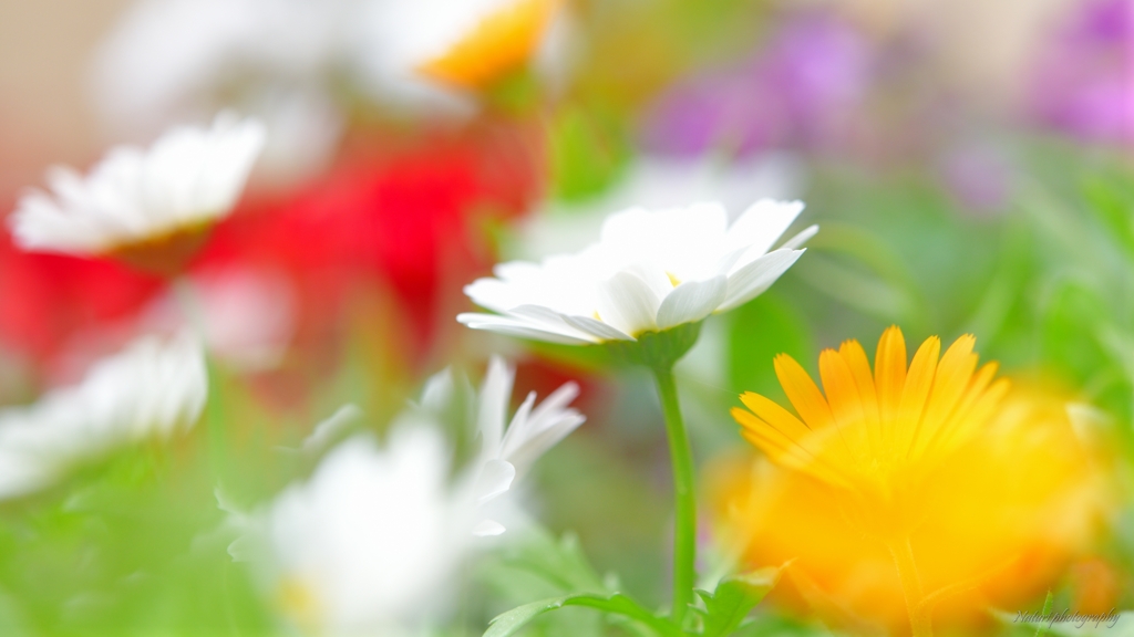 ～ 花畑より ～