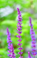 サルビア・カラドンナ