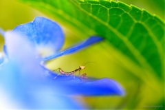チビカマキリ