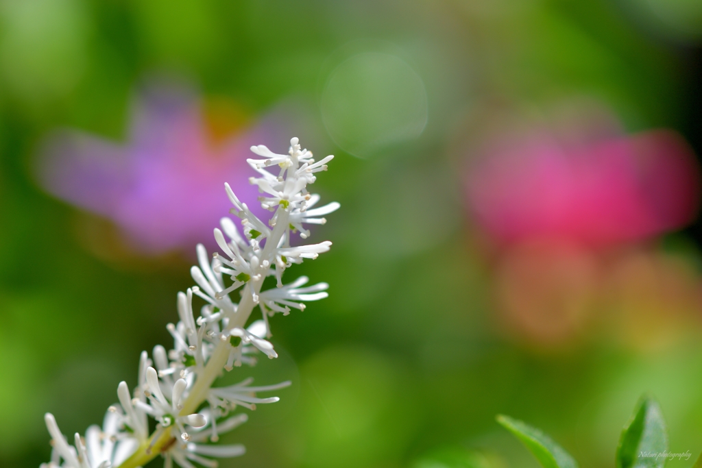 コシキ島白糸草