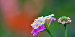 Wild Lantana