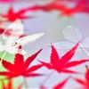紅もみじ　白もみじ