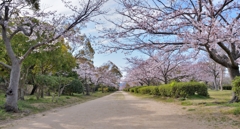 桜の径はどこまでも～