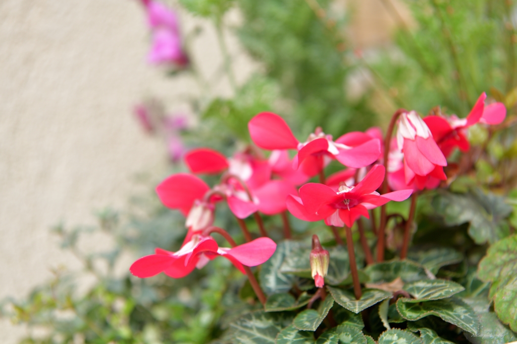 寄せ植えプランター3