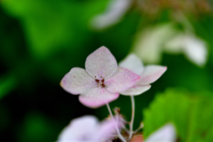 山アジサイ　大虹