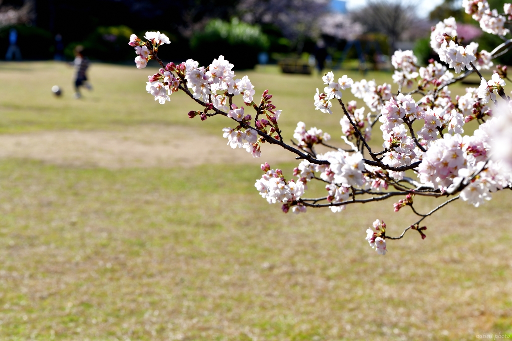 桜