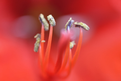 Amaryllis