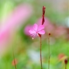 Mysterious Flower