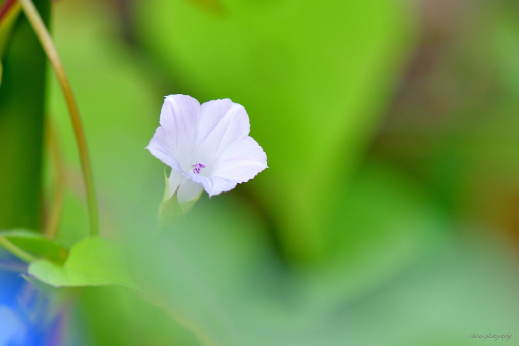 マメアサガオ白花