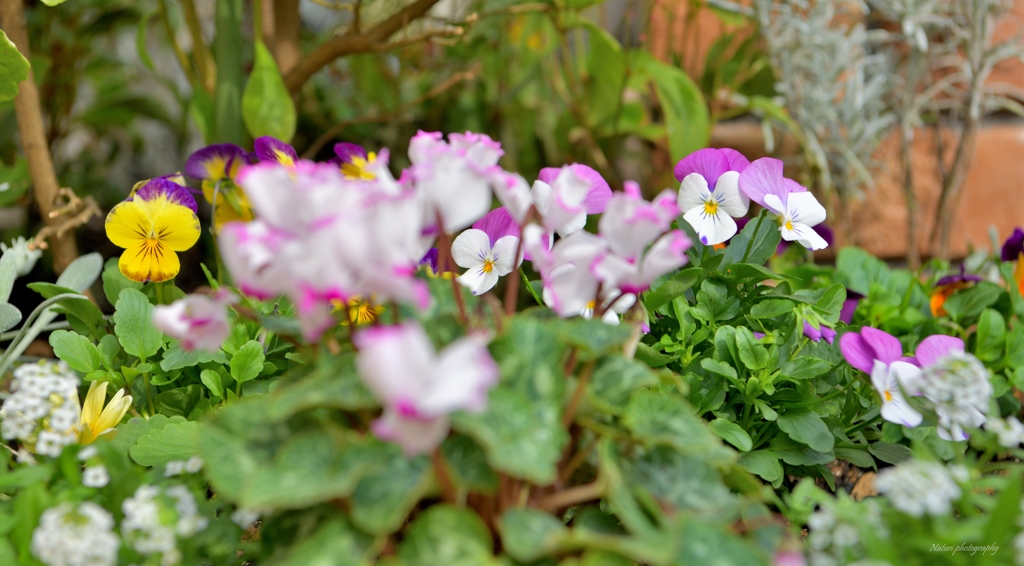 寄せ植え花壇3