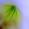 pure in heart
