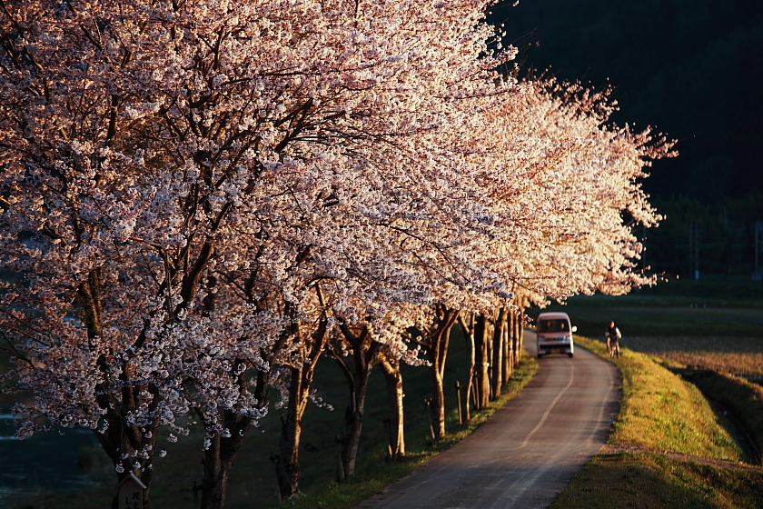 桜沿いの細道