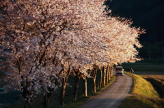 桜沿いの細道