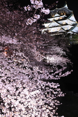大阪城、夜桜
