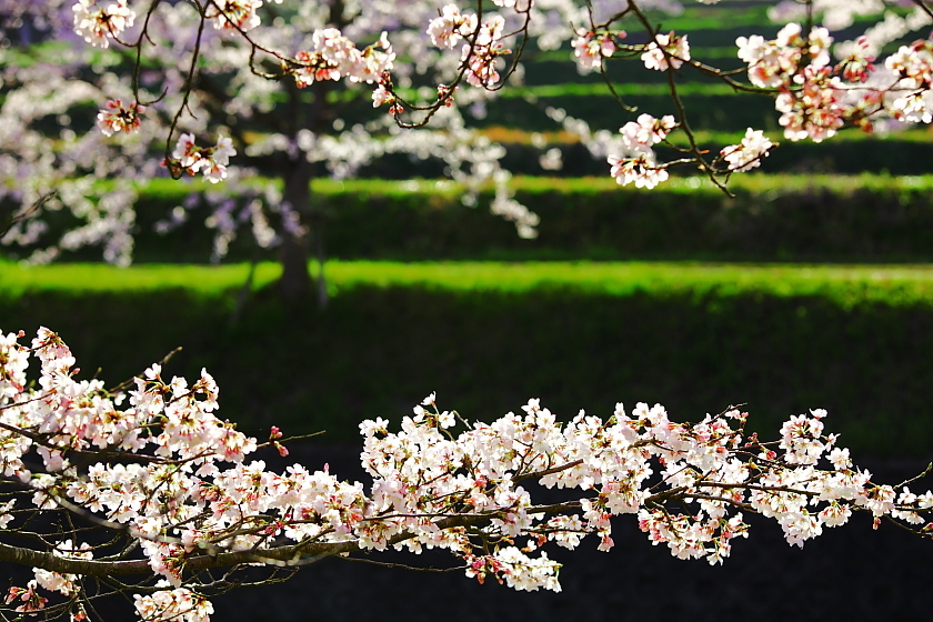 夕日に照らされた桜