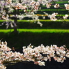 夕日に照らされた桜