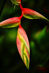 オアフの植物園にて