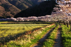 あぜ道と桜