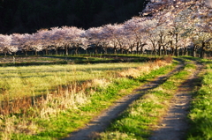 春の畦道