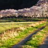 春の畦道