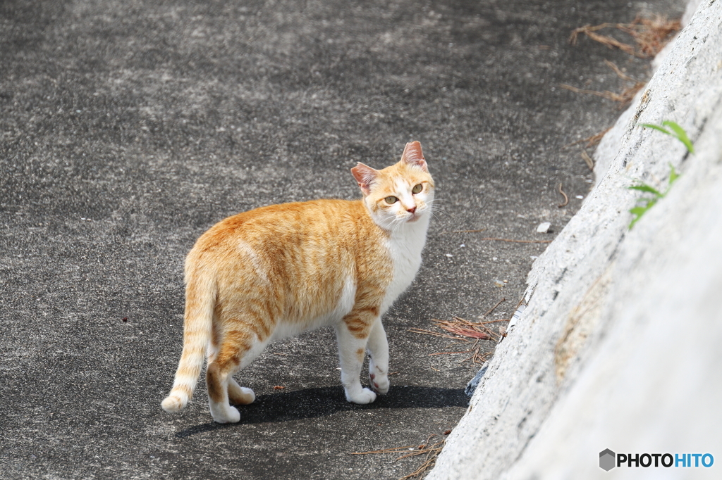 ミミ
