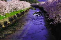 桜小川