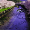 桜小川