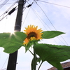 あまのじゃく