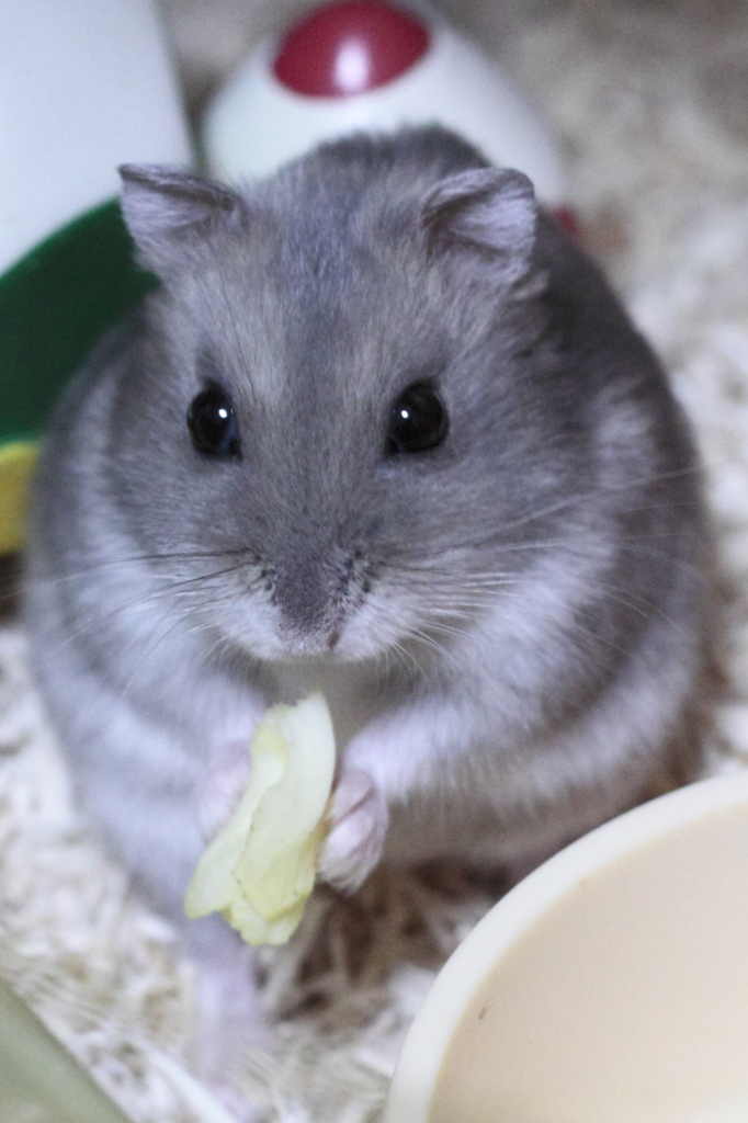 キャベツ大好き