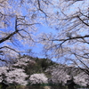 桜に包まれて