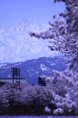 妙高山と桜