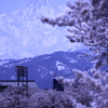 妙高山と桜