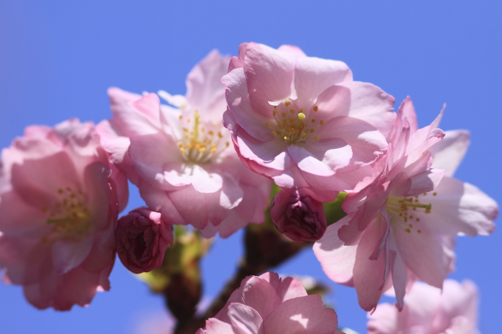 彌彦の紅桜