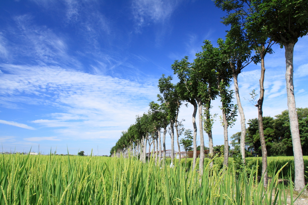 稲架木…夏