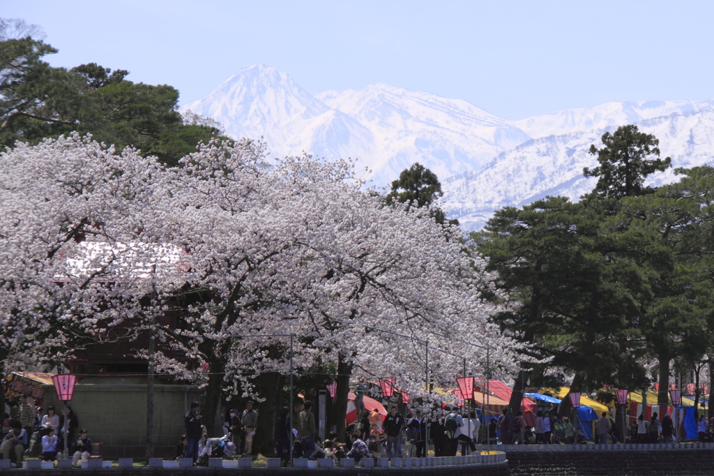 妙高山残雪と桜並木