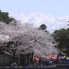 妙高山残雪と桜並木