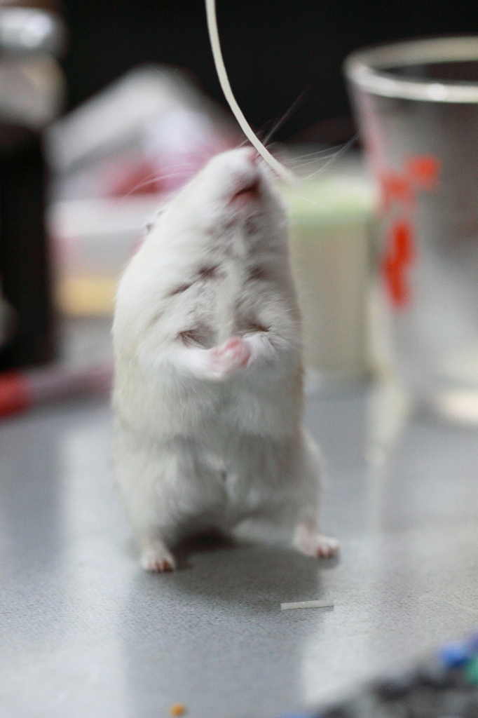 踊るハム