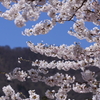 弥彦山とソメイヨシノ