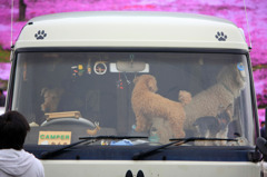 運転手は僕だワン
