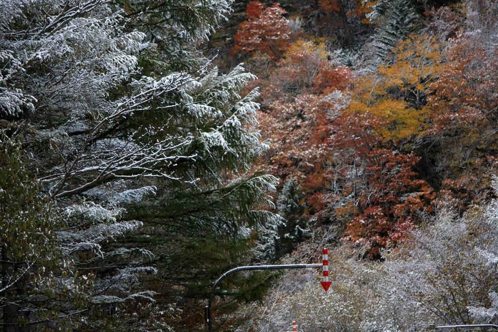 雪紅葉