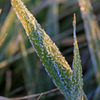 Sugar Leaf