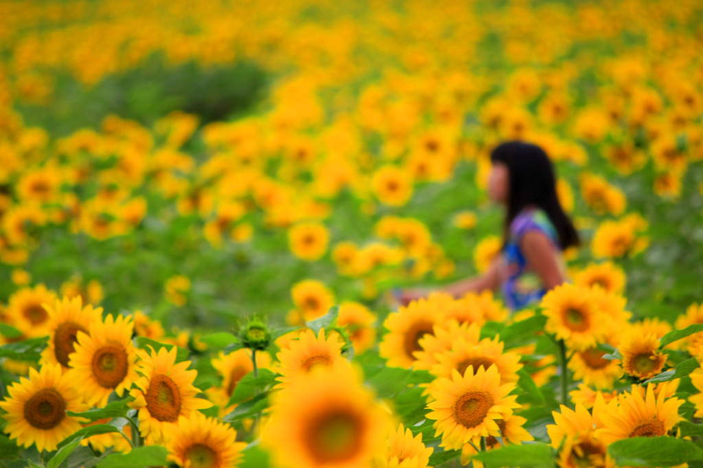 夏の想いで…夢の世界へ