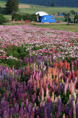 母さんの花園
