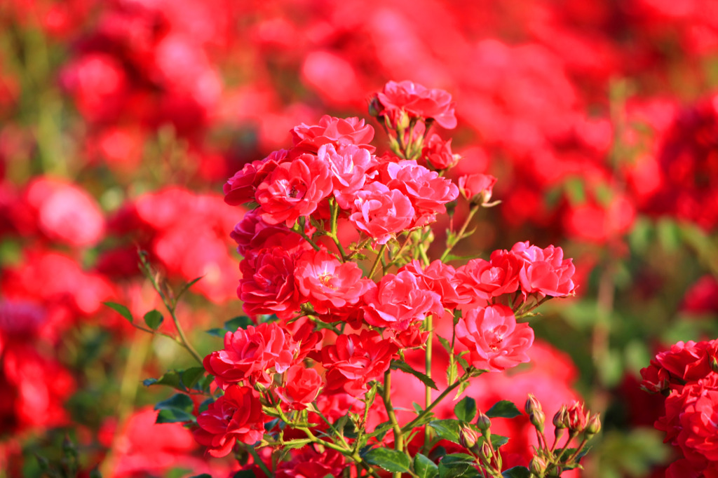 君は薔薇より美しい
