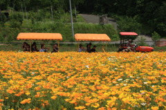 お花畑を往く