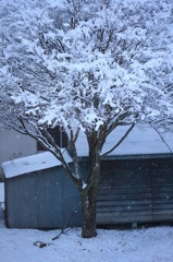 雪の華
