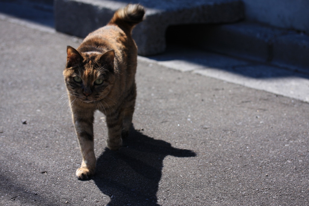 ねこと影